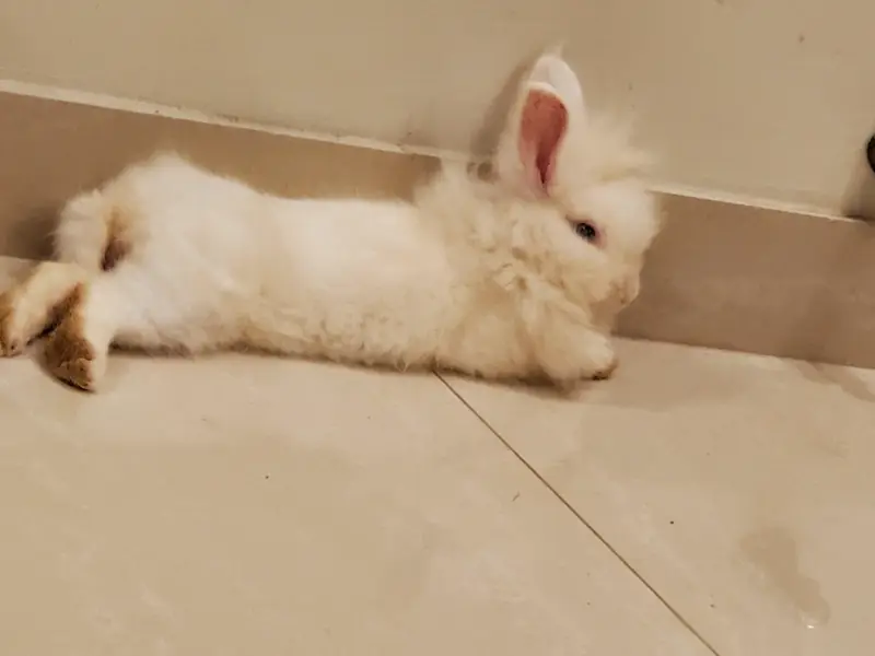 pair rabbits for sale — photo 3
