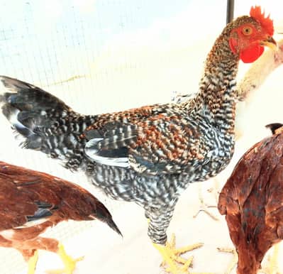 Plymouth Rock Breeder