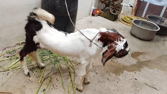 boht piyara bakra h