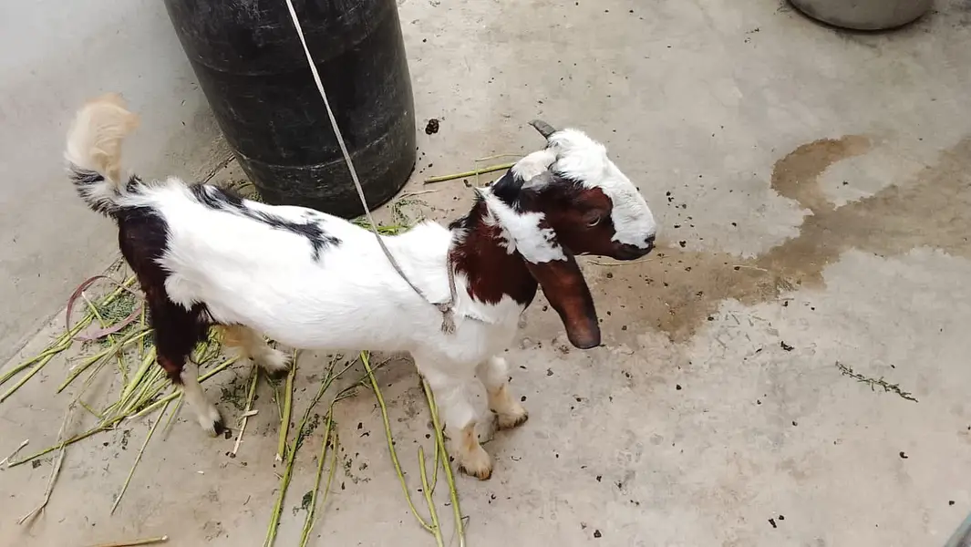 boht piyara bakra h — photo 2