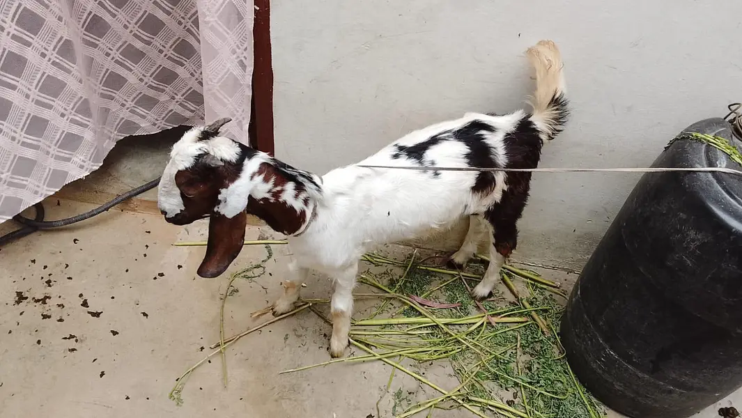 boht piyara bakra h — photo 3