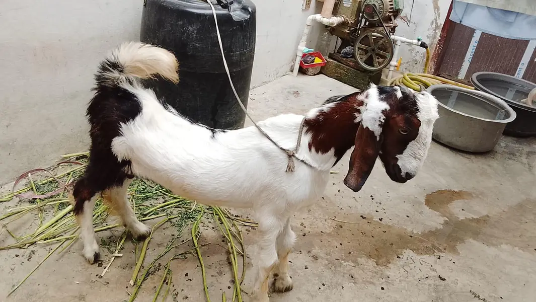 boht piyara bakra h — photo 4