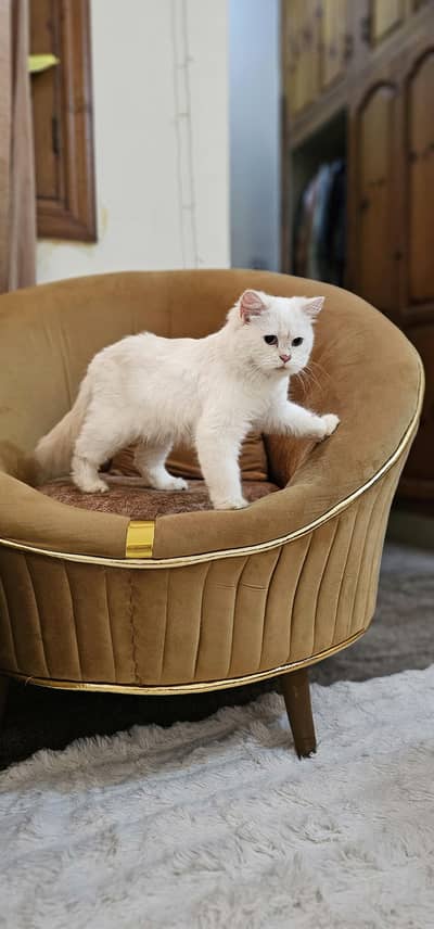 Young Female persian