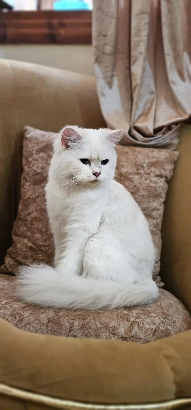 Young Female persian — photo 4