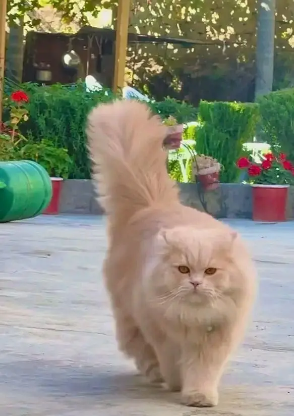 Cats | Persian | kittens |  Blue Eyes | O348O163O63 щatsap^⁠_⁠^^⁠_⁠^ — photo 5