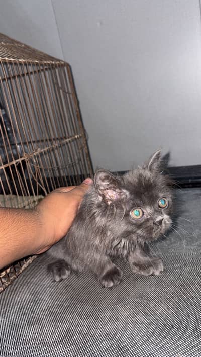 Triple coat Smokey colour