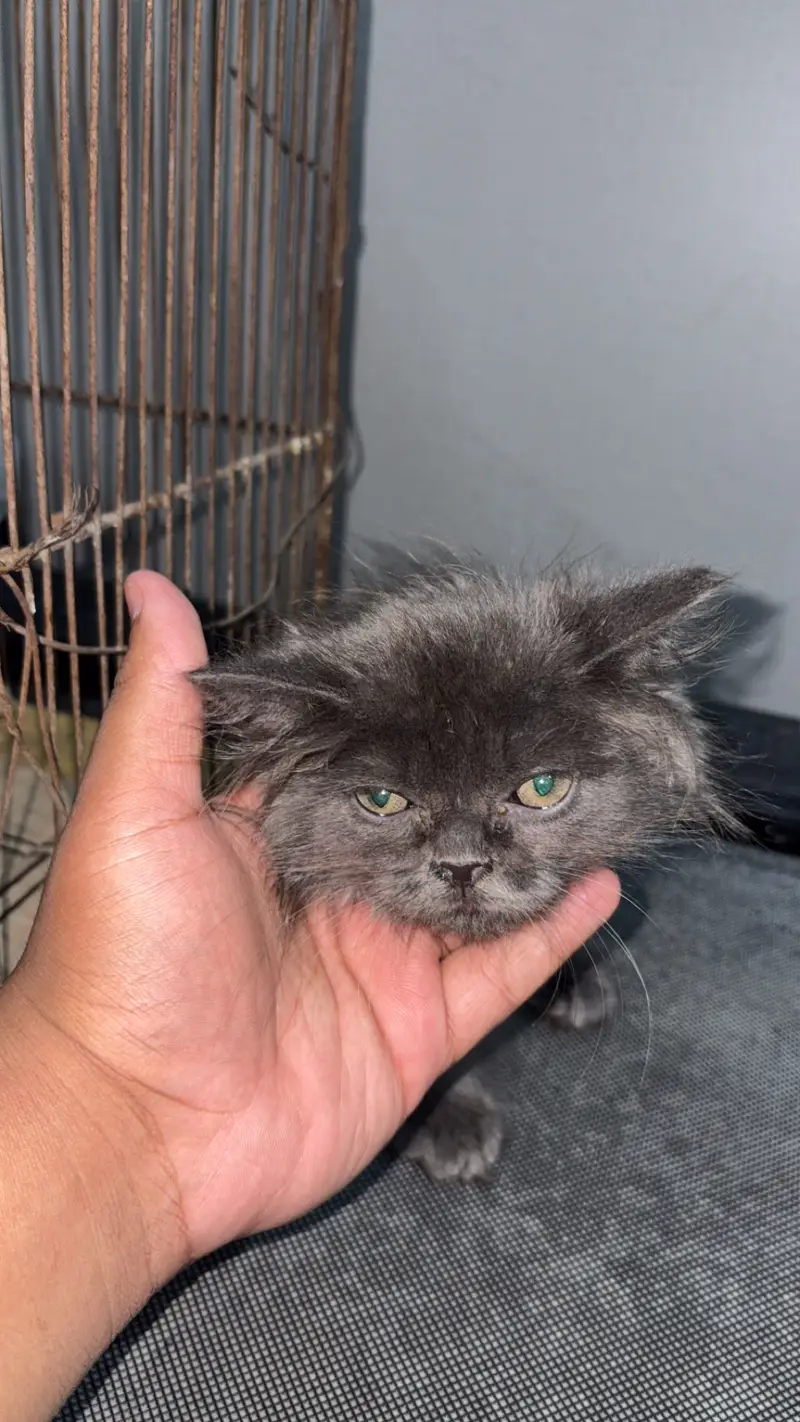 Triple coat Smokey colour — photo 2