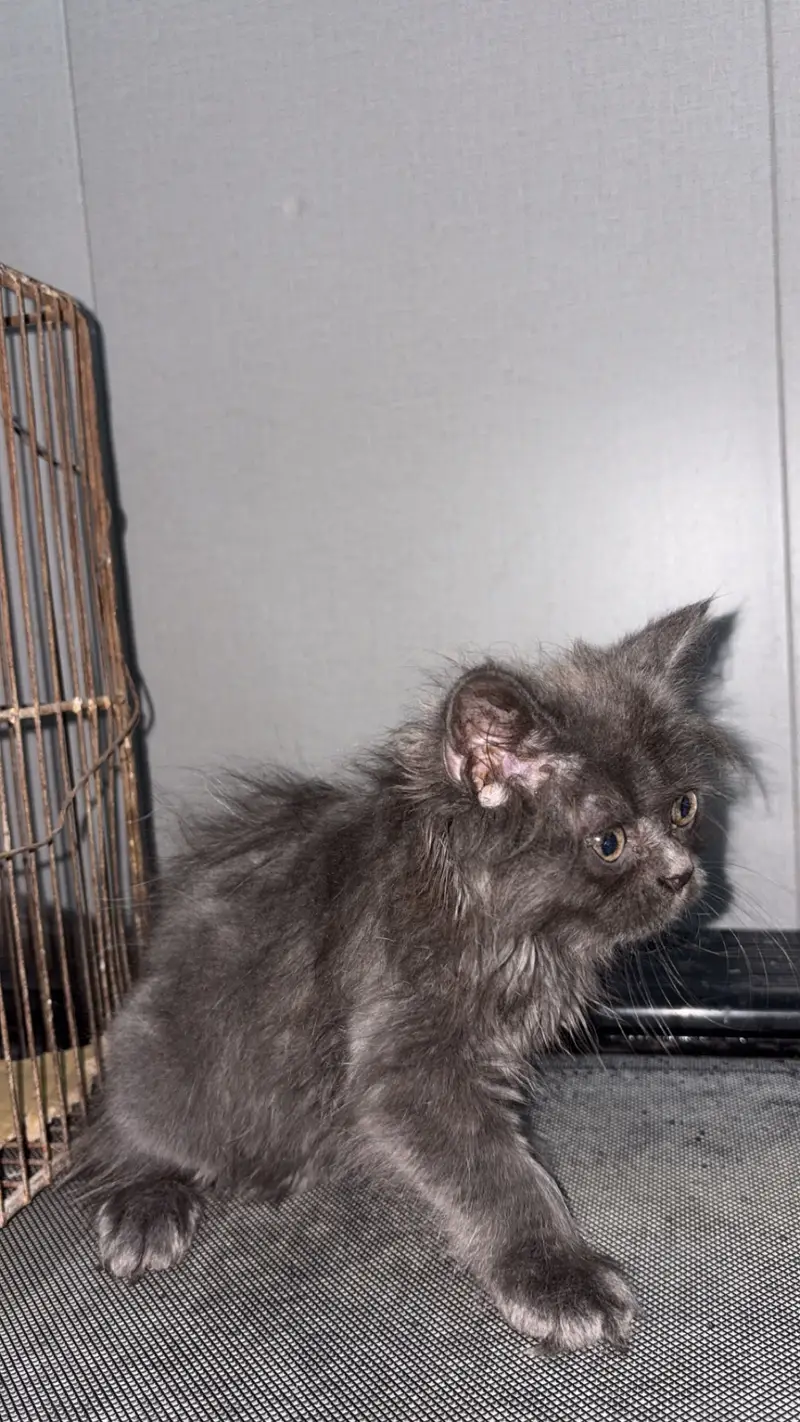 Triple coat Smokey colour — photo 3