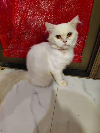 Cats for sale