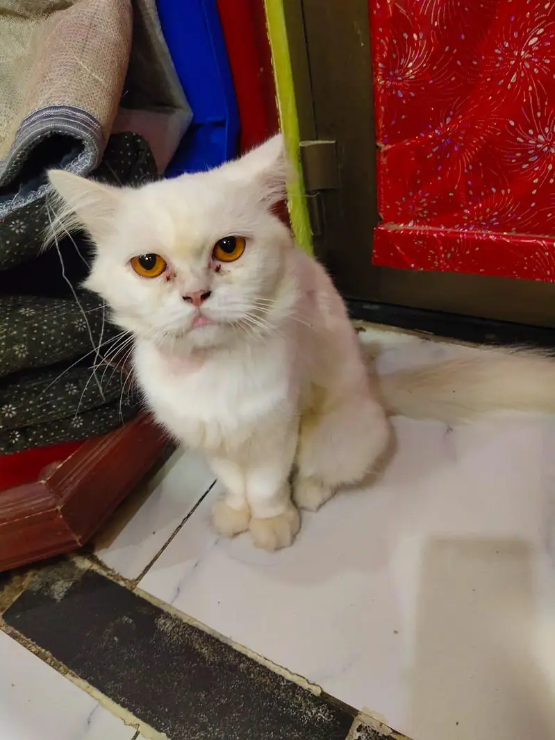 Cats for sale — photo 2