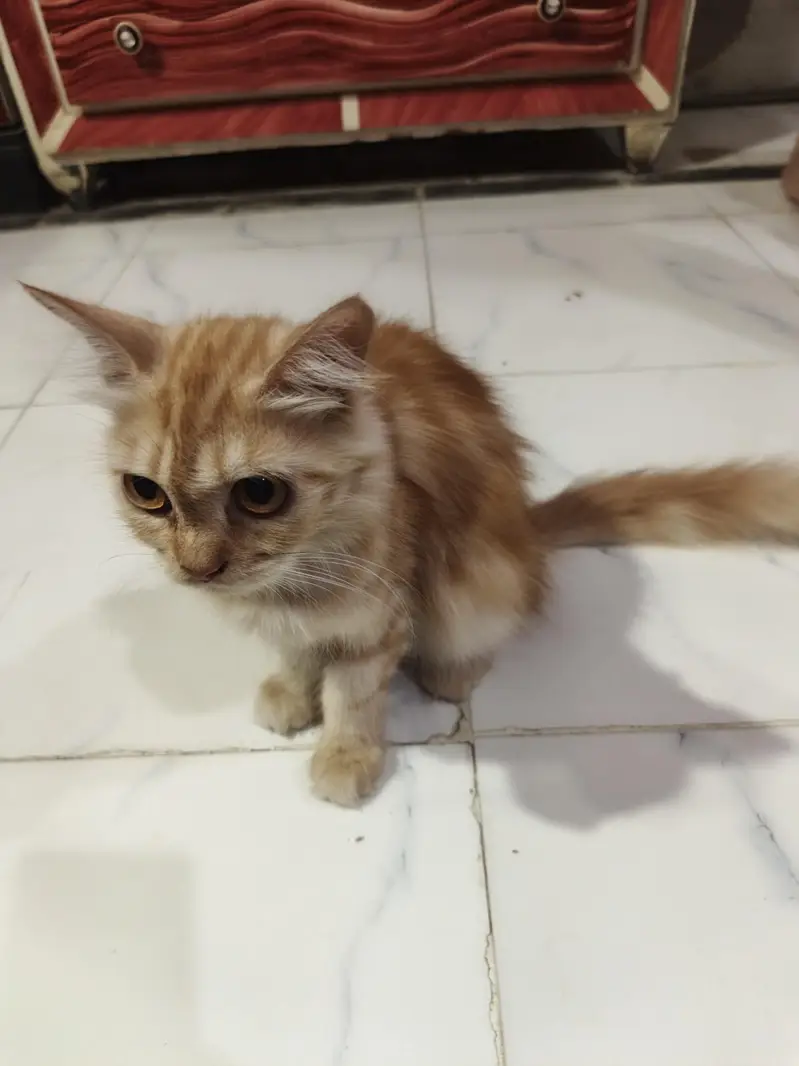 Cats for sale — photo 3