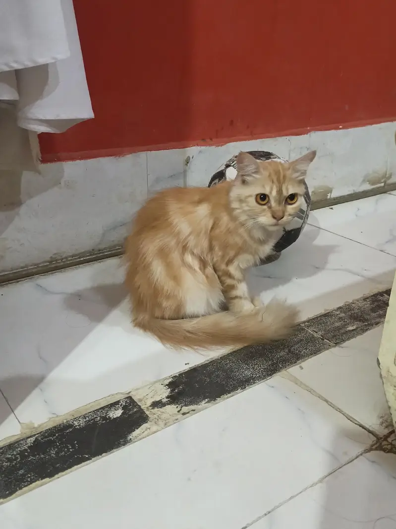 Cats for sale — photo 4