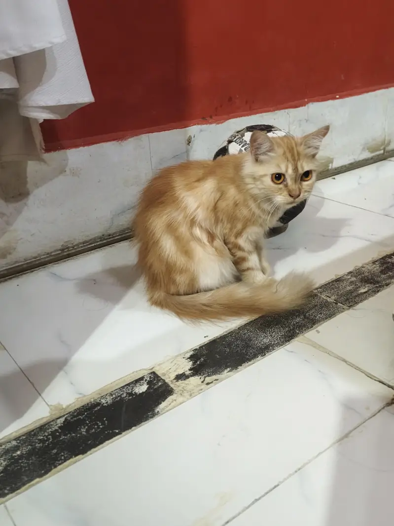 Cats for sale — photo 5