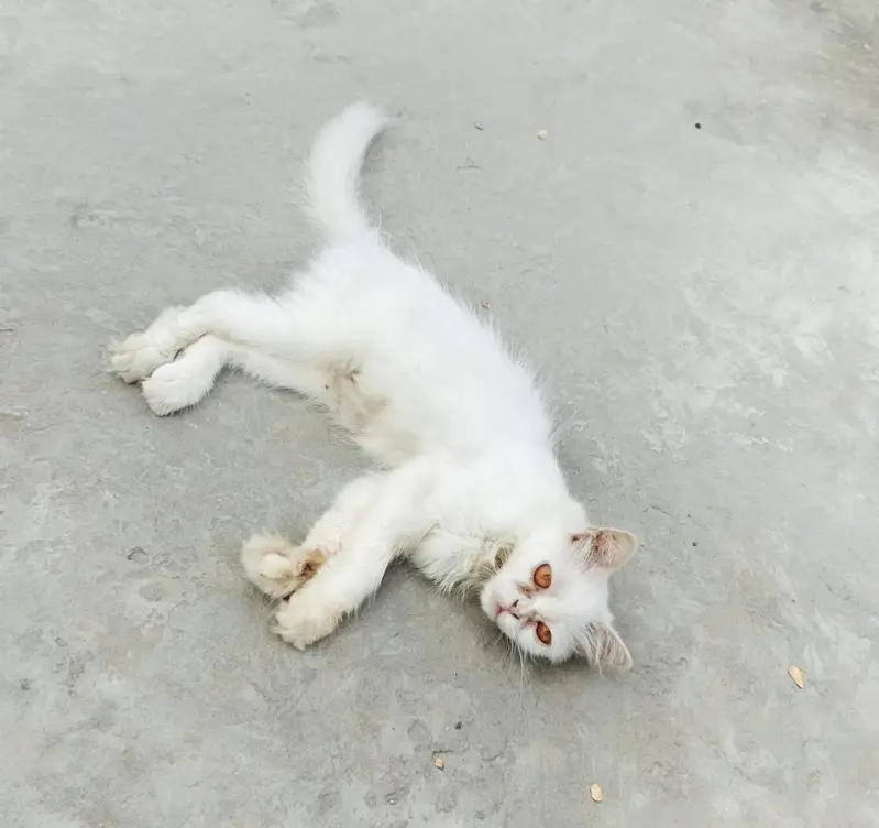 Cats for sale — photo 6