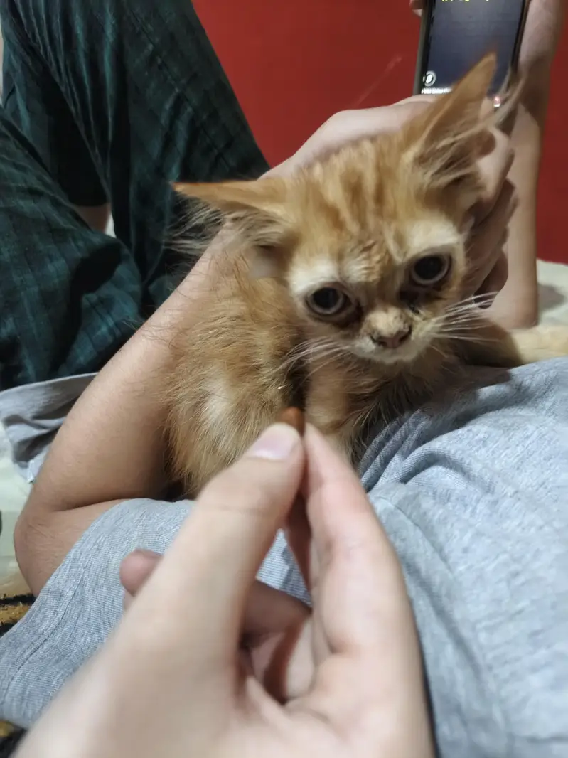 Cats for sale — photo 10