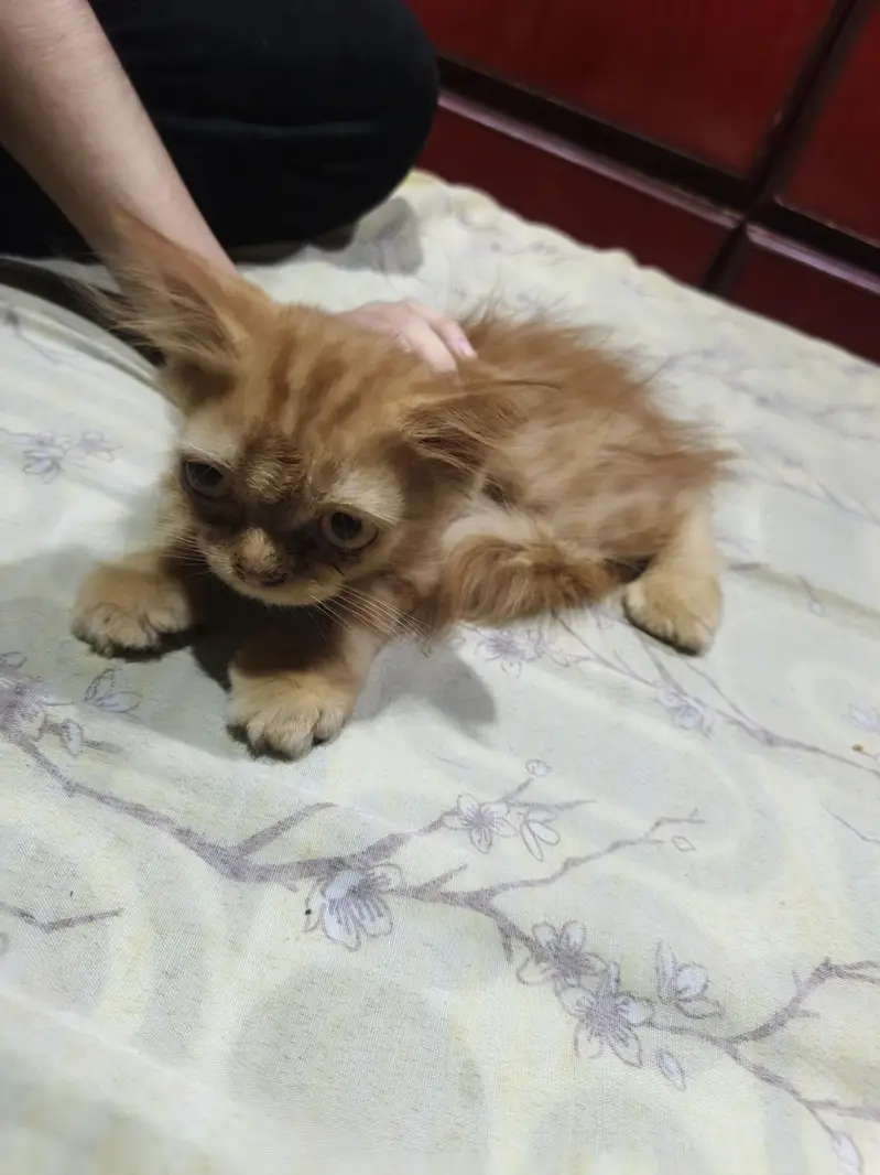 Cats for sale — photo 11