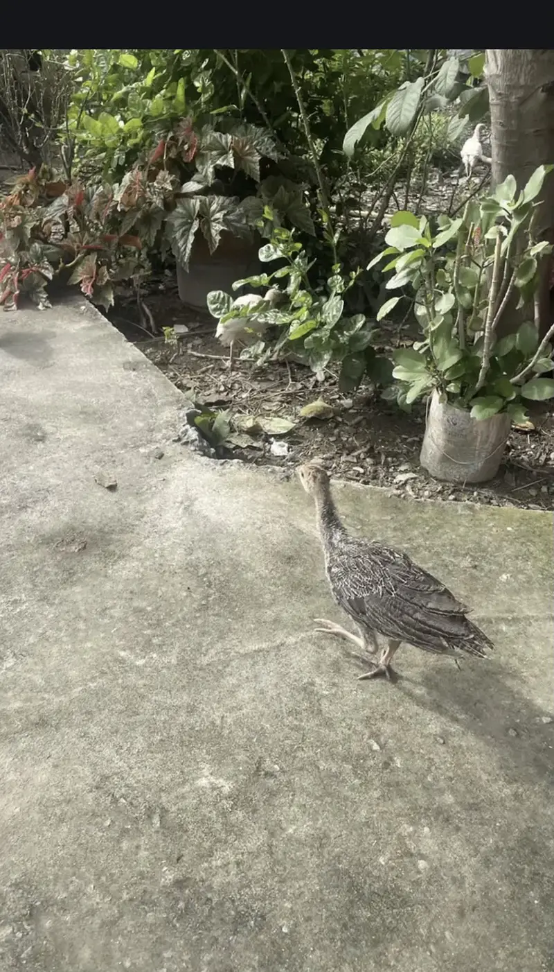 Full Grown Turkeys — photo 2