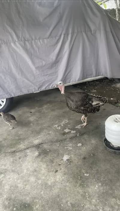 Full Grown Turkeys