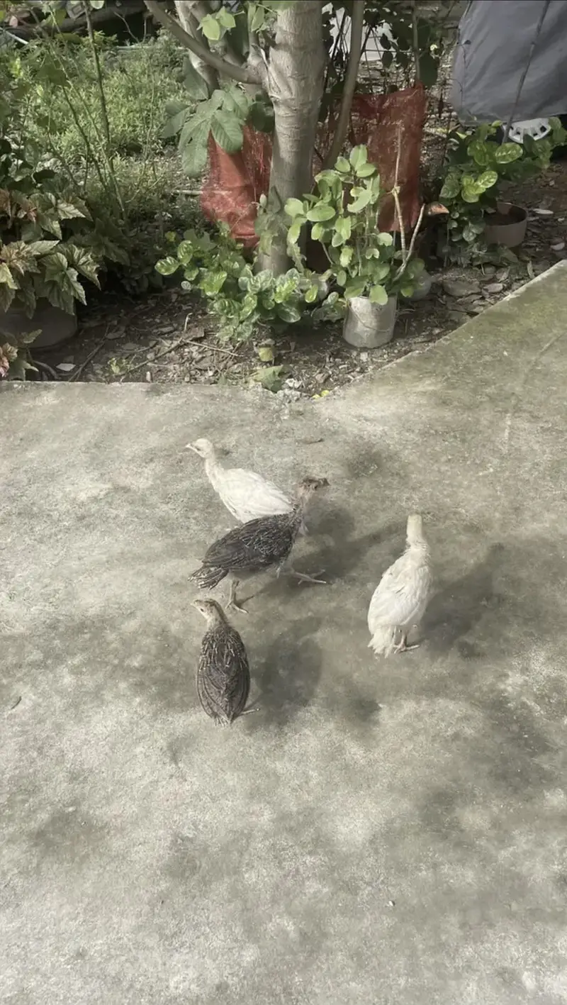 Full Grown Turkeys — photo 4