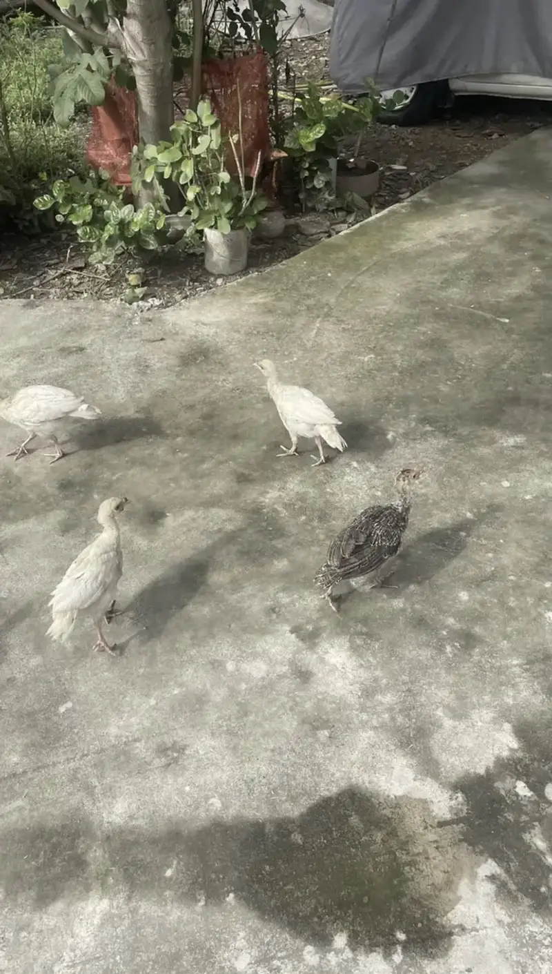 Full Grown Turkeys — photo 5