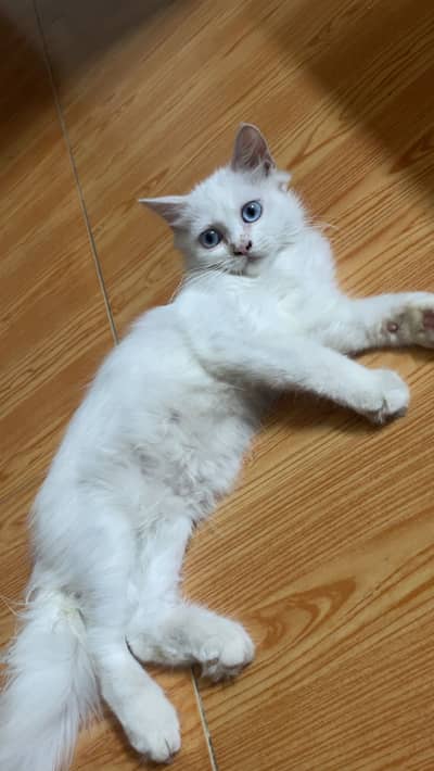Persian kitten blue eyes for sale