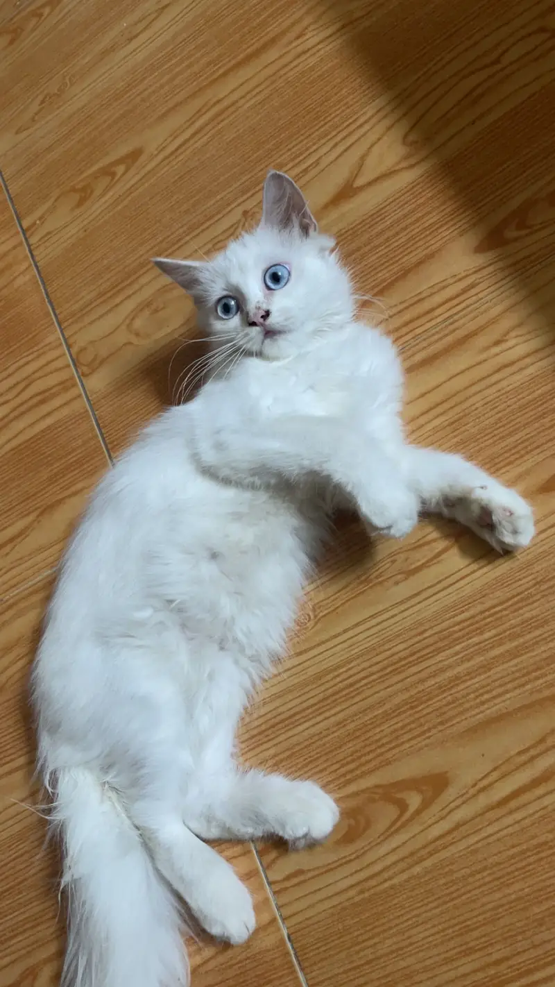 Persian kitten blue eyes for sale — photo 2