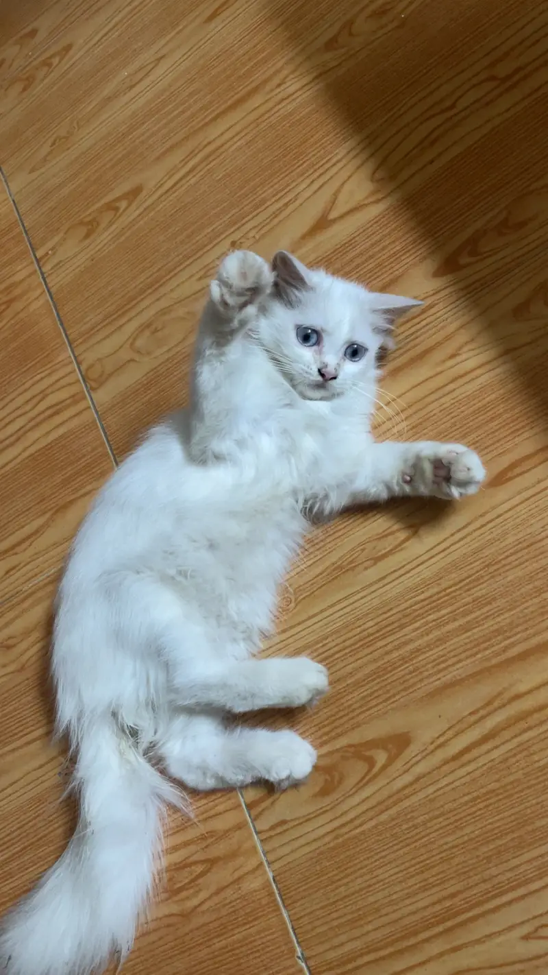 Persian kitten blue eyes for sale — photo 3