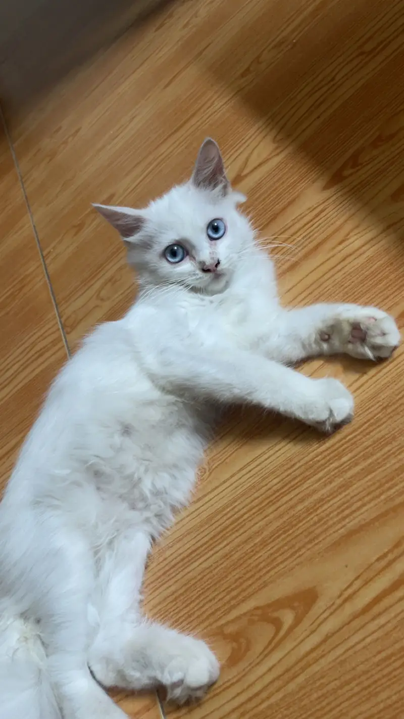 Persian kitten blue eyes for sale — photo 4