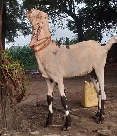 Dondha Desi Bakra for sale