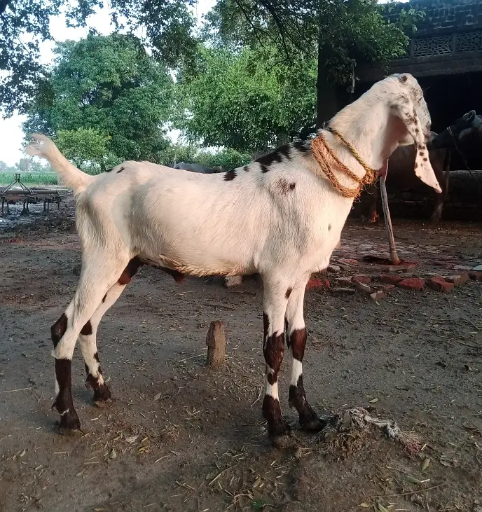 Dondha Desi Bakra for sale — photo 2