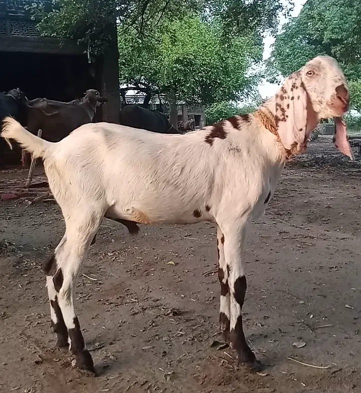 Dondha Desi Bakra for sale — photo 4