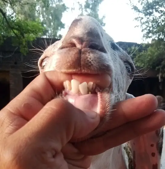 Dondha Desi Bakra for sale — photo 5