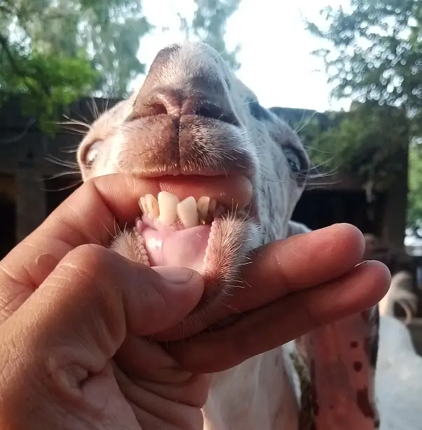 Dondha Desi Bakra for sale — photo 6