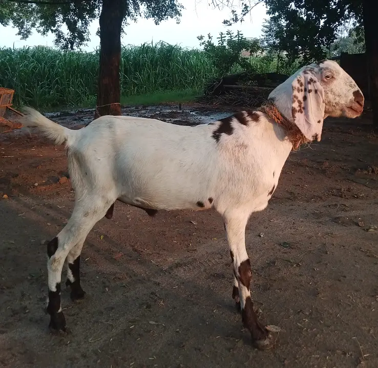 Dondha Desi Bakra for sale — photo 7