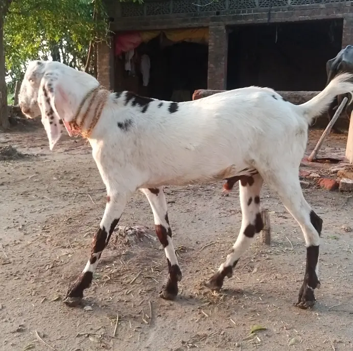 Dondha Desi Bakra for sale — photo 8