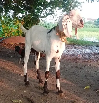 Dondha Desi Bakra for sale — photo 9