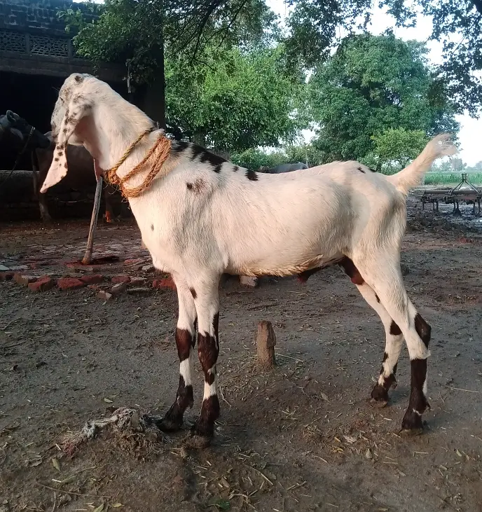 Dondha Desi Bakra for sale — photo 10