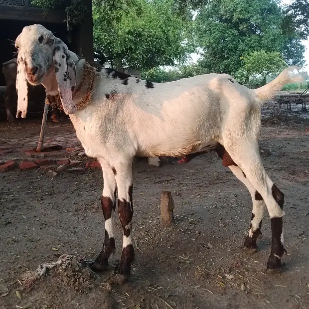Dondha Desi Bakra for sale — photo 11