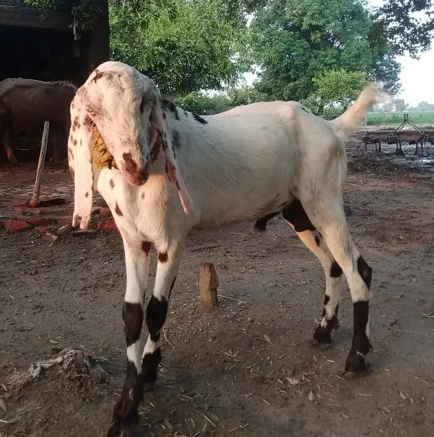 Dondha Desi Bakra for sale — photo 12