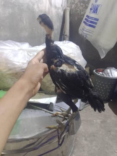 morge morga sale Thai orignal