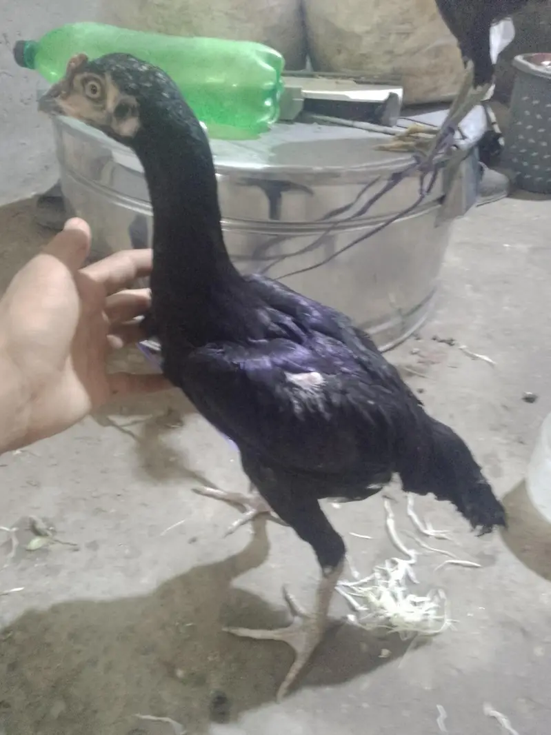 morge morga sale Thai orignal — photo 2