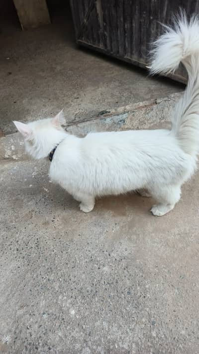 Persian white colour female breedable cat for sale