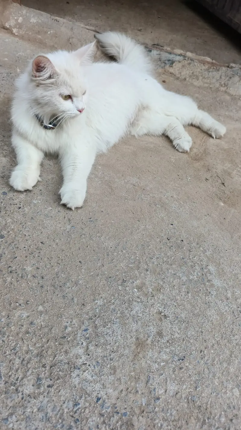 Persian white colour female breedable cat for sale — photo 2