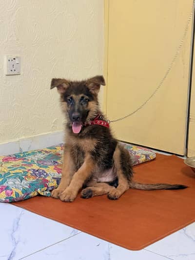 German Shepherd puppy Age 3 months available for sale healthy active