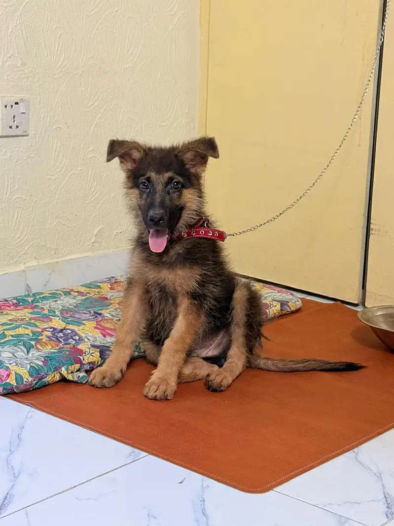 German Shepherd puppy Age 3 months available for sale healthy active — photo 2