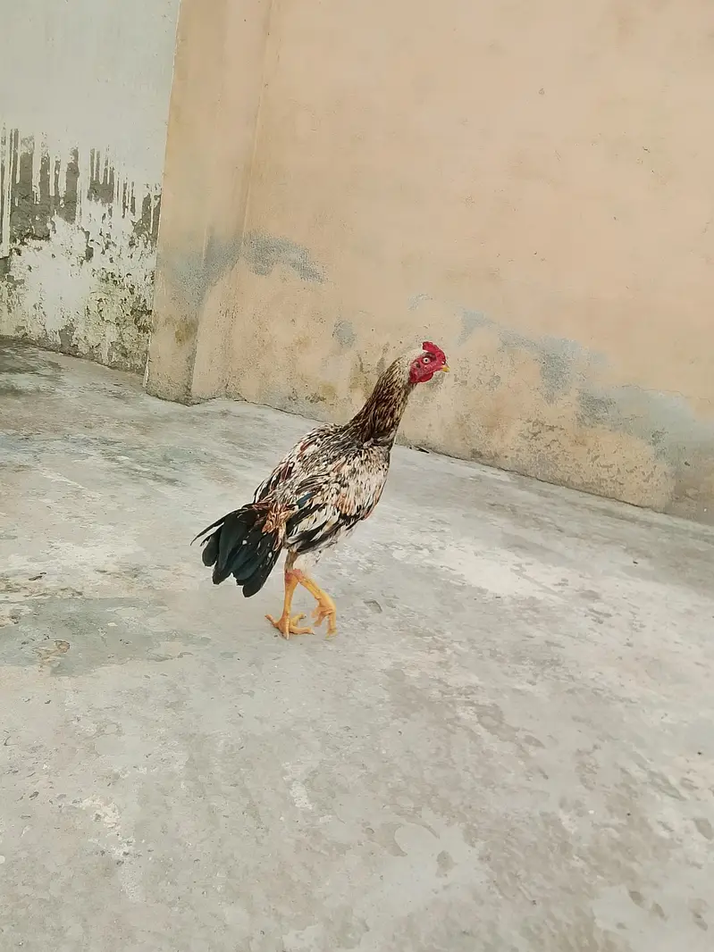 aseel healthy murga home trained — photo 2