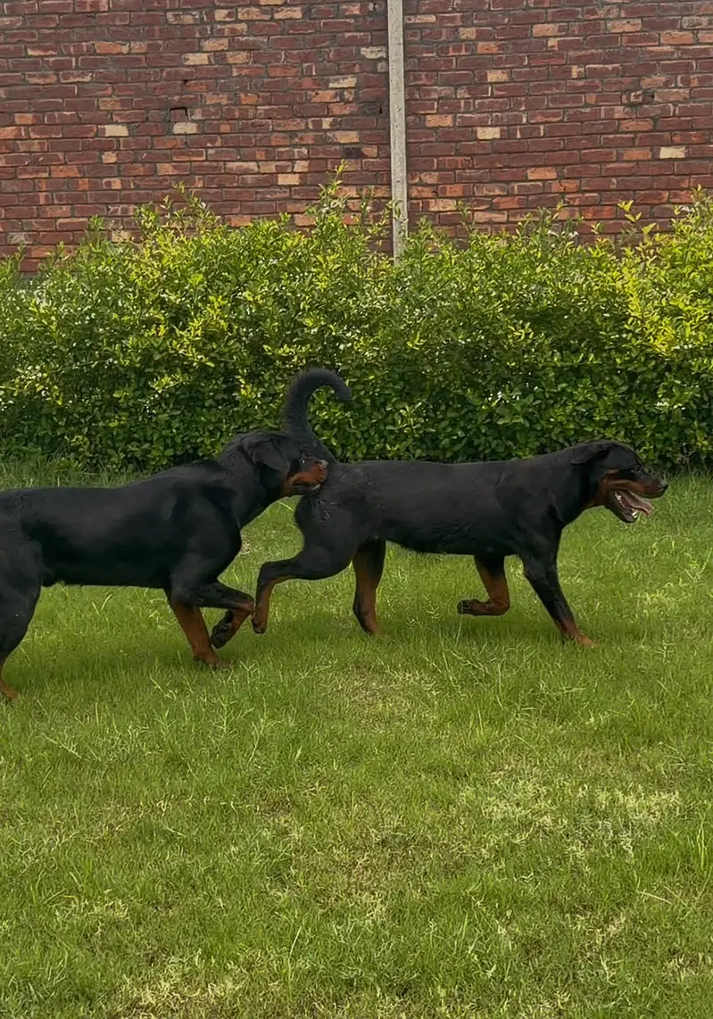 Pedigree Rottweiler pair available | Male Female | Punch face Pair — photo 4