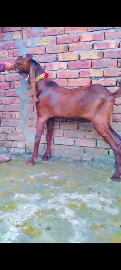 Nagra ambartasri breeder male
