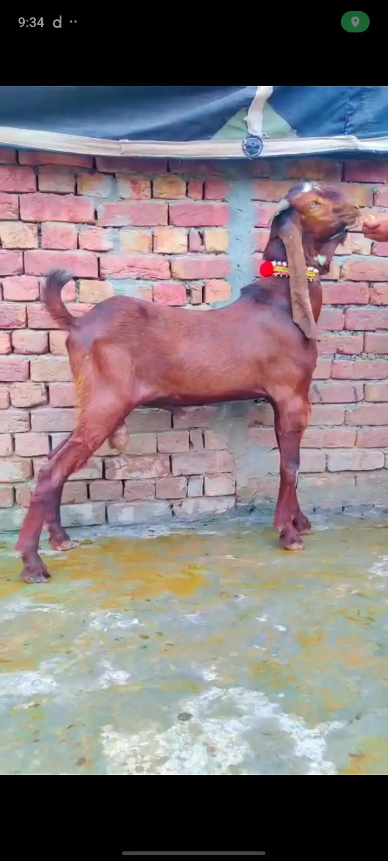 Nagra ambartasri breeder male — photo 2