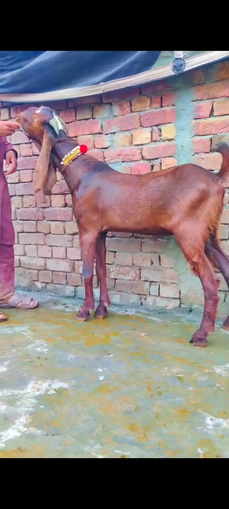 Nagra ambartasri breeder male — photo 3